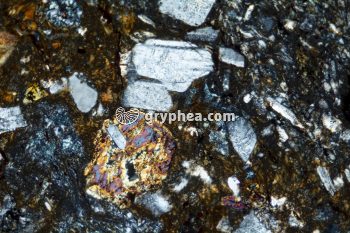 Rhyolite LPA x25 - gryphea.com